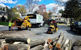 Best Palm Tree Trimming  in Mosinee, WI