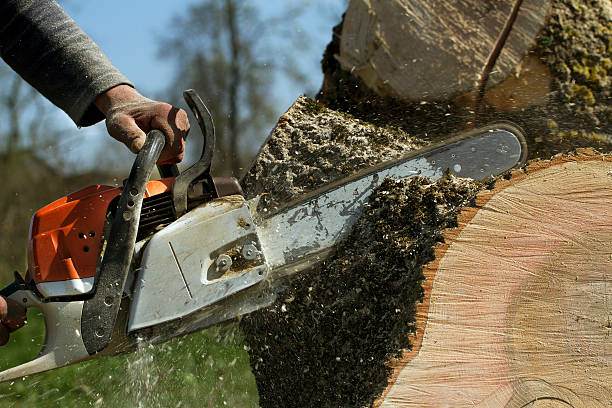 Tree and Shrub Care in Mosinee, WI