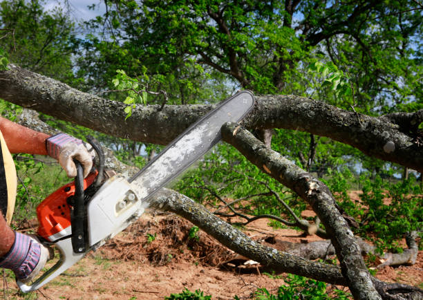 Why Choose Our Tree Removal Services in Mosinee, WI?